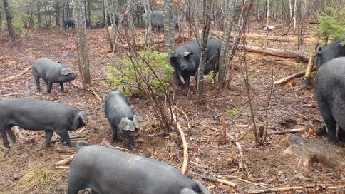Large Black Hogs turning a woodlot back to pasture! Picture