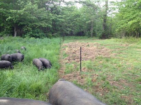 Managed Intensive Rotational Grazing (MIRG) on Greener Days Farm! Picture