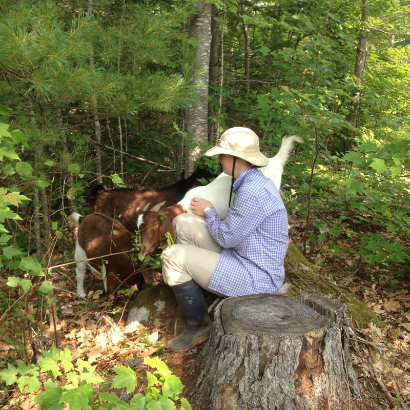 Farm Laura with Boer Goats picture