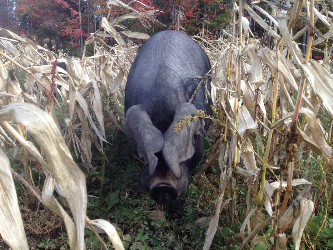 Apple in Corn Field Picture