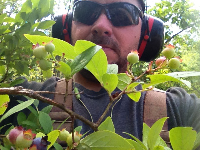 Farmer Craig with Huge blueberry bush picture