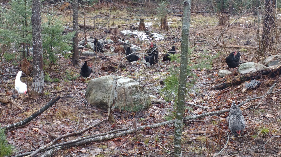Chickens foraging in the woods at Greener Days Farm! Picture