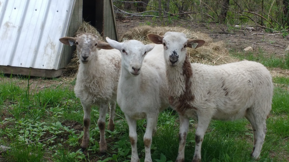 Katahdins saying hi to Farm Craig on Greener Days Farm! Picture