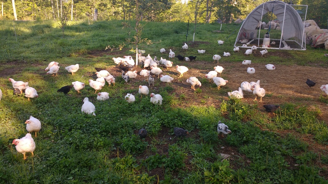 Free ranging broiler chicken on pasture at Greener Days Farm in mid-coast Maine. Picture