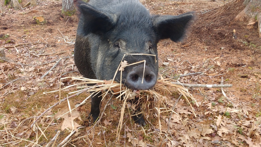Rinkles our Large Black and Tamworth cross making a nest before farrowing - she's a good mom! Picture